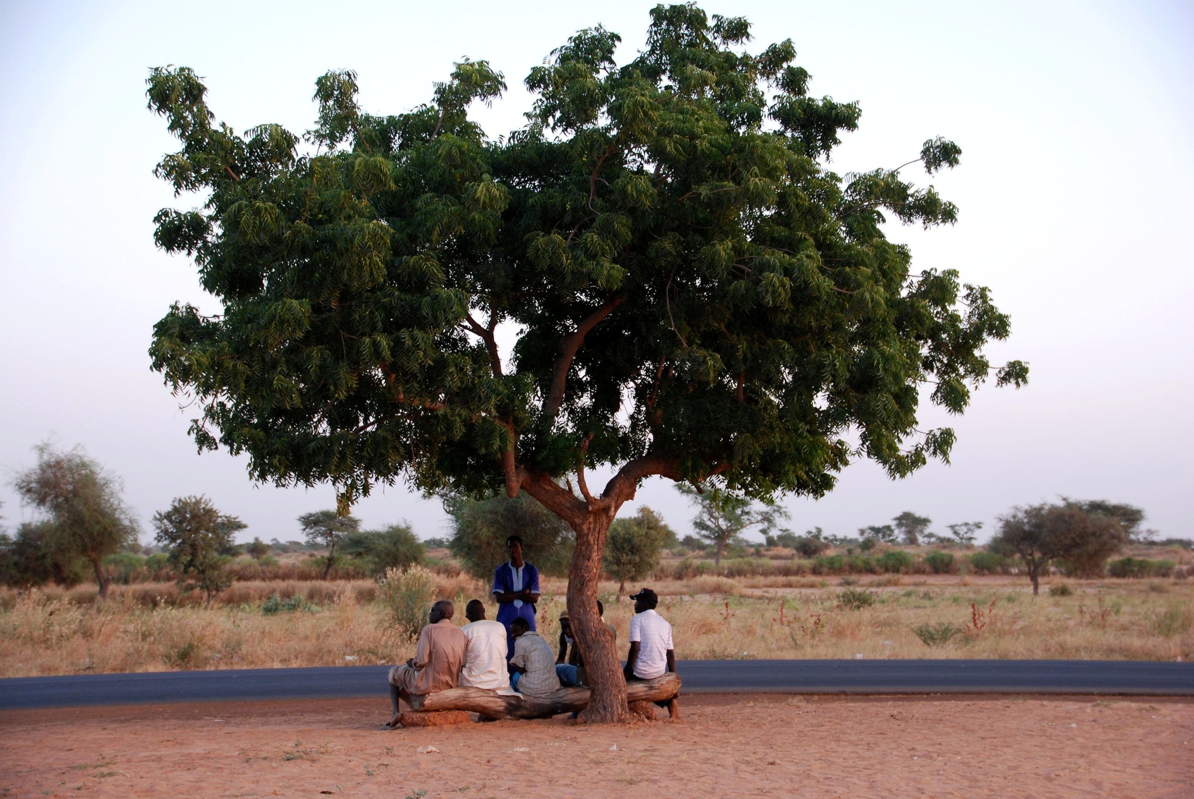 bajo arbol sahel